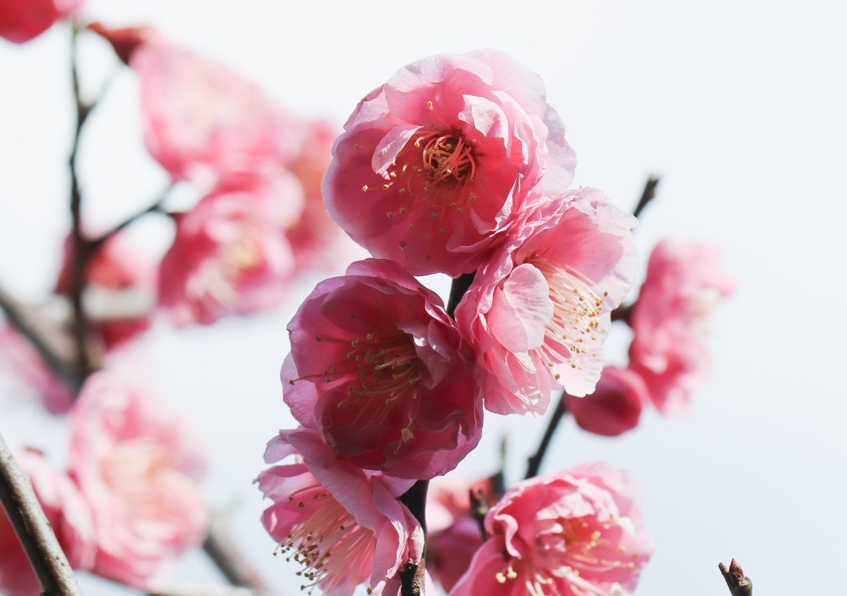 はじまりを告げる